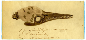 Mary Anning's Ichthyosaur